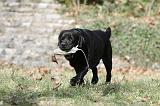 LABRADOR 795